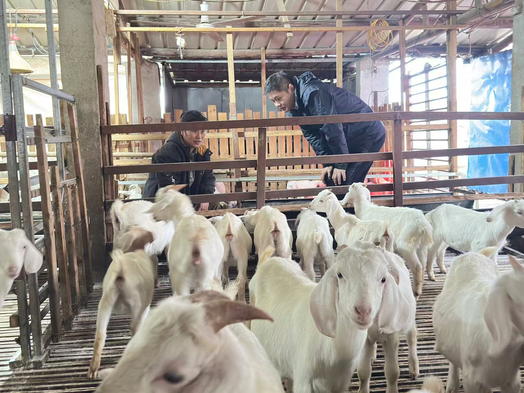 南陵农商银行：“贷”动养殖业 奏响牧羊曲