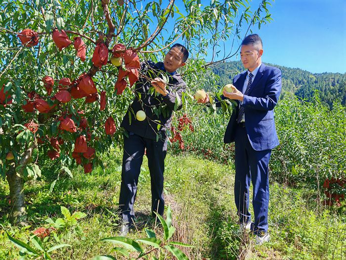 岳西农商银行：金融 “活水” 润冬桃 荒山变身“花果山”