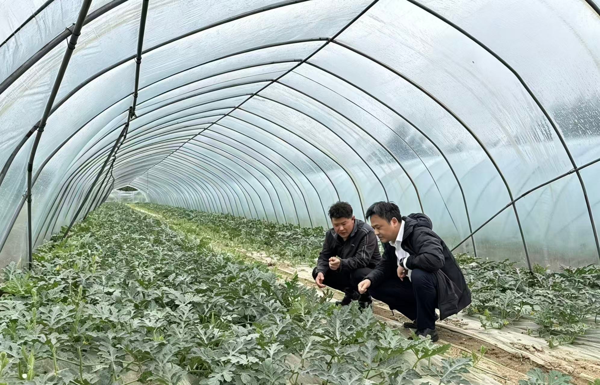 南陵农商银行：金融赋能芦笋产业 助农户增收致富