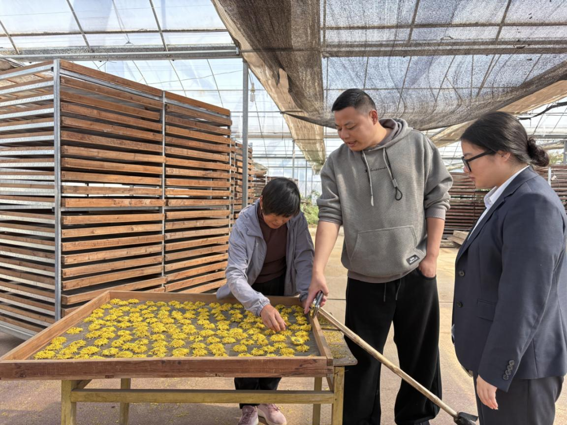 黄山徽州农商银行：花香氤氲加工房 “资”润丰收正当时