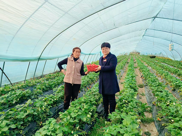 巢湖农商银行精准赋能特色种植产业