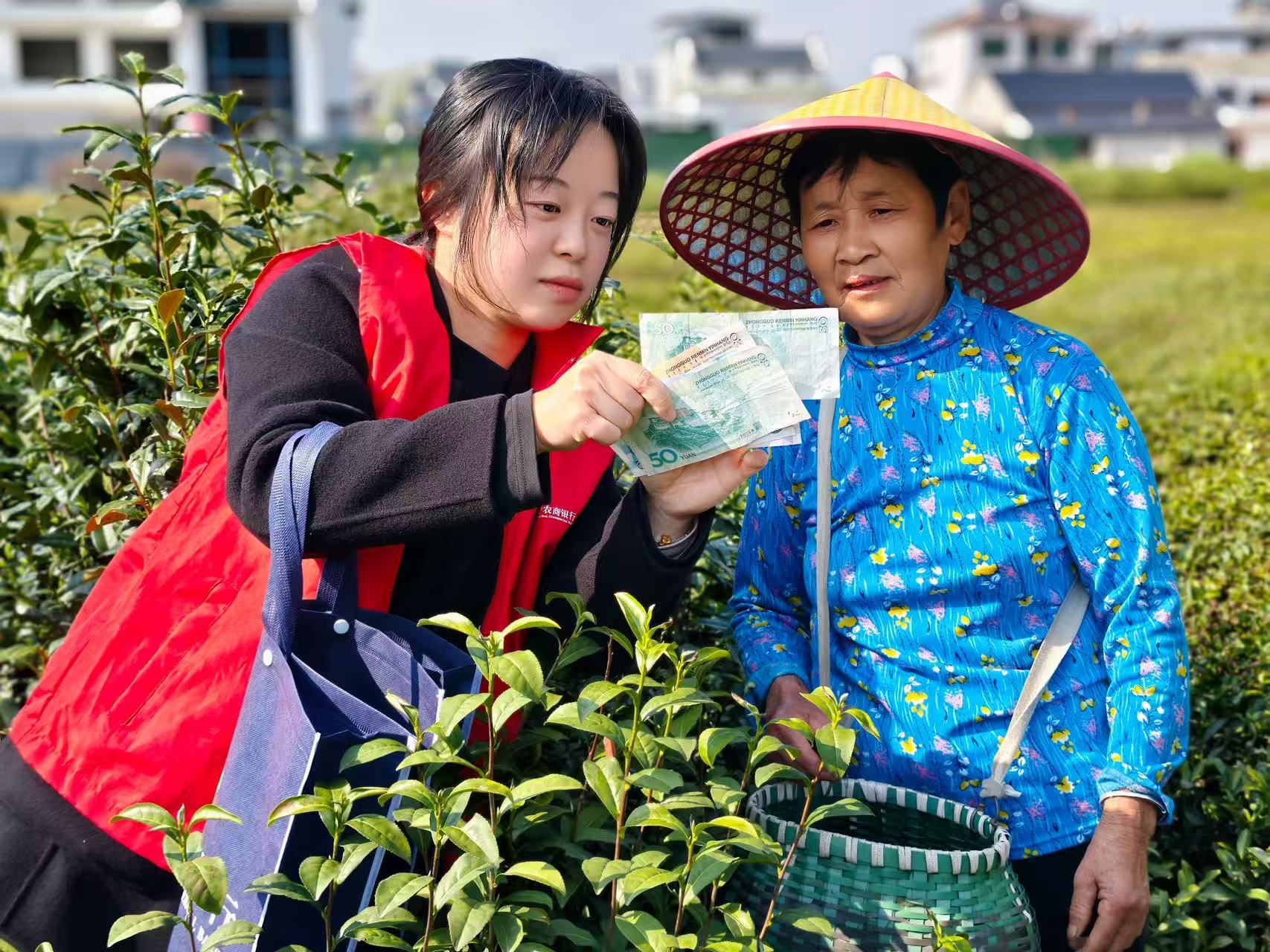 茶绿人忙 钱款稳当——休宁农商银行春茶采收“护航记”
